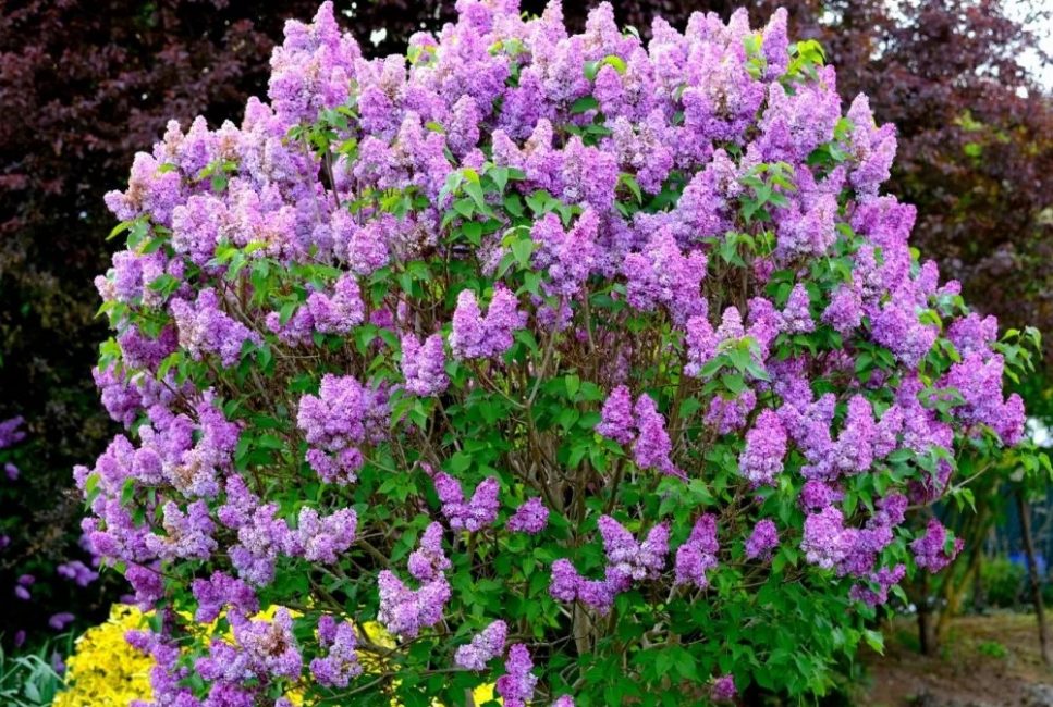 lilas