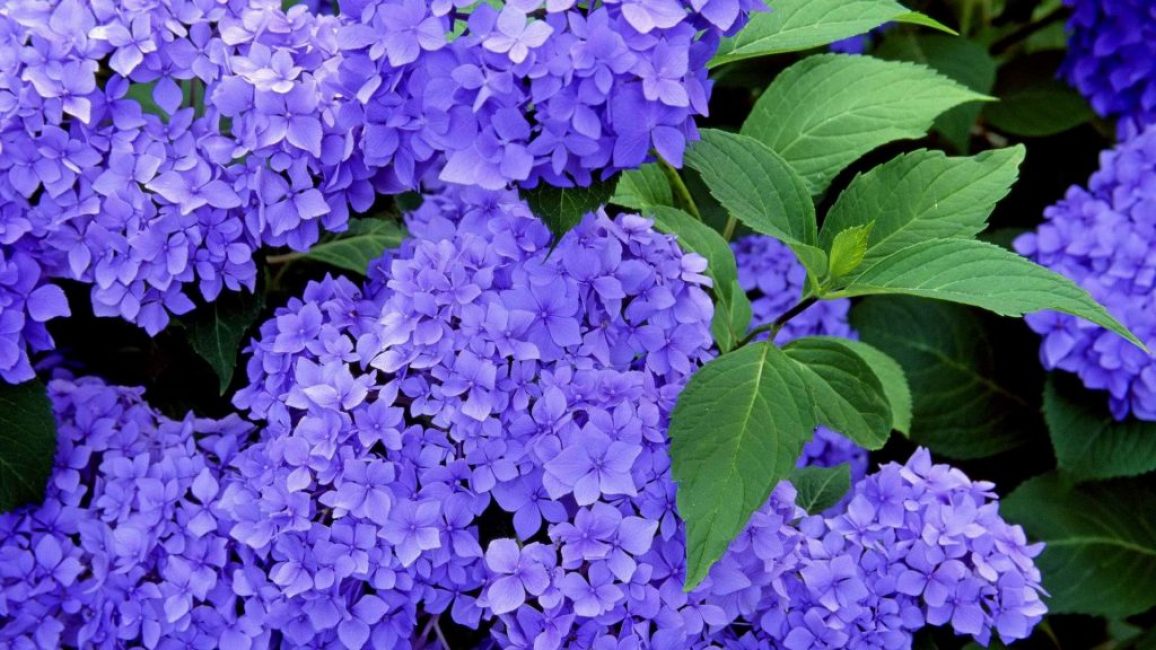 lilas
