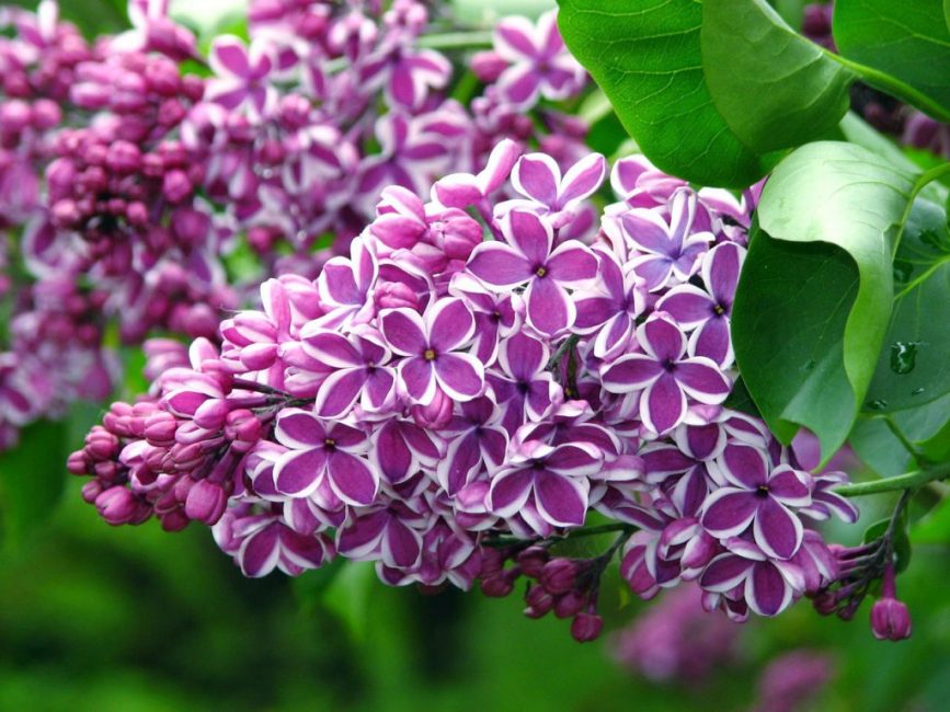 sensation de lilas