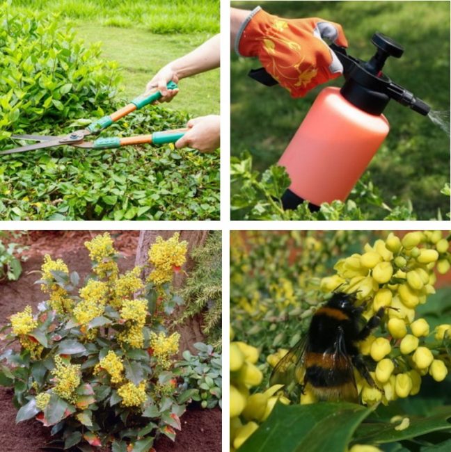 Magnolia ne nécessite rien de spécial en termes de soins.