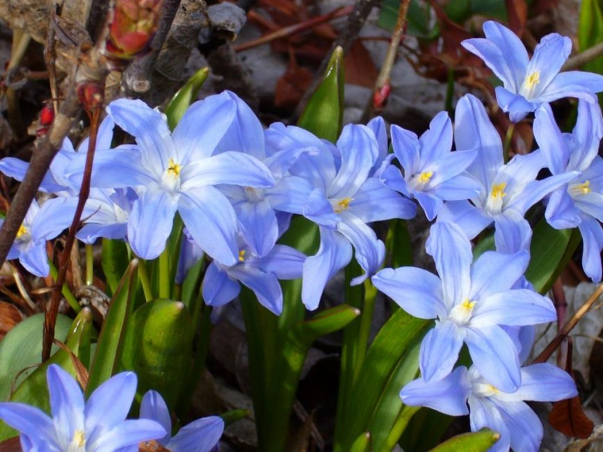 chionodoxe