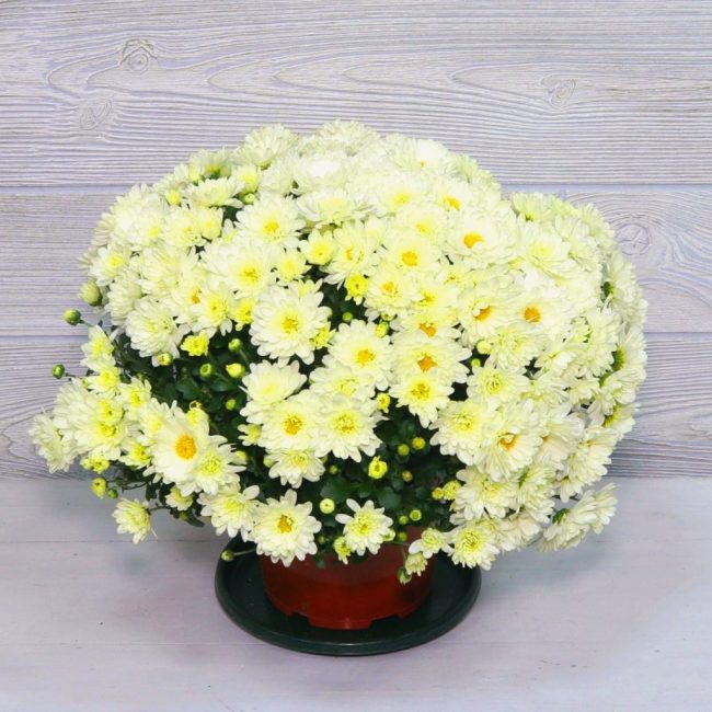 chrysanthème