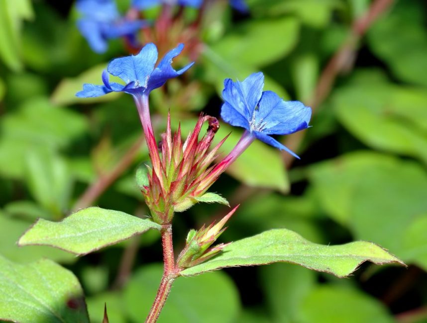 ceratostigma