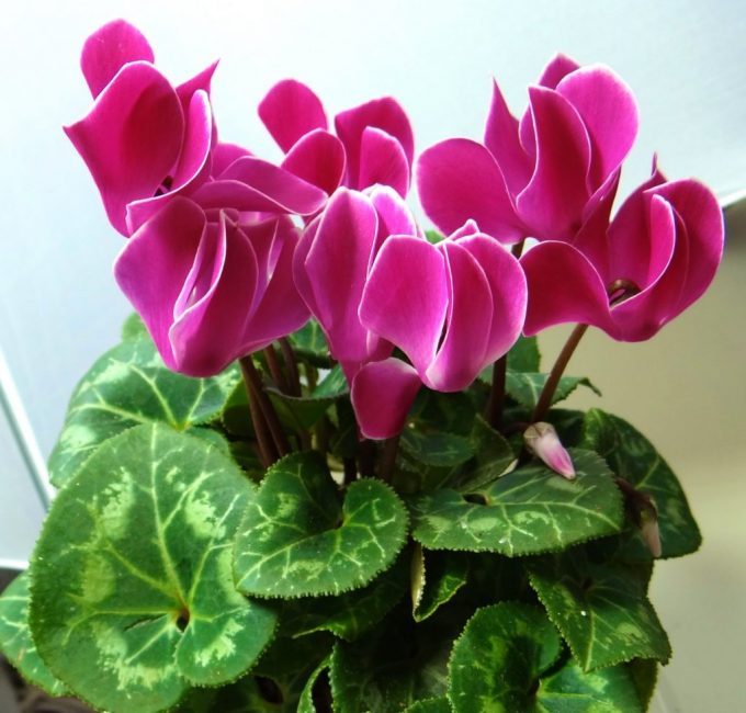 cyclamen