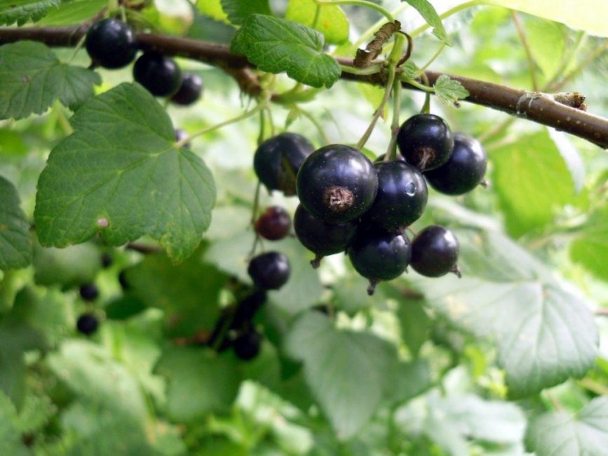 Le cassis est plus exigeant en eau