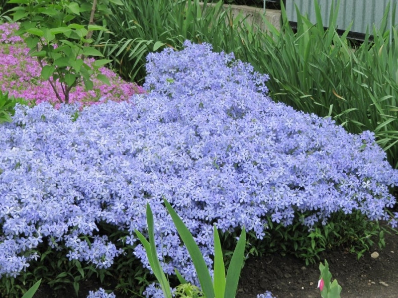 phlox subulé