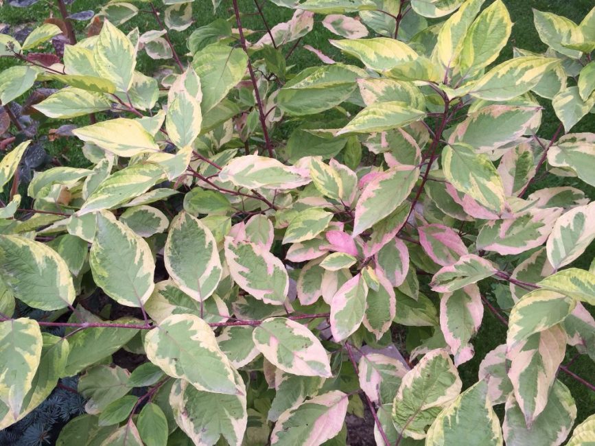 Derain est blanc, les pousses sont peintes en couleur corail