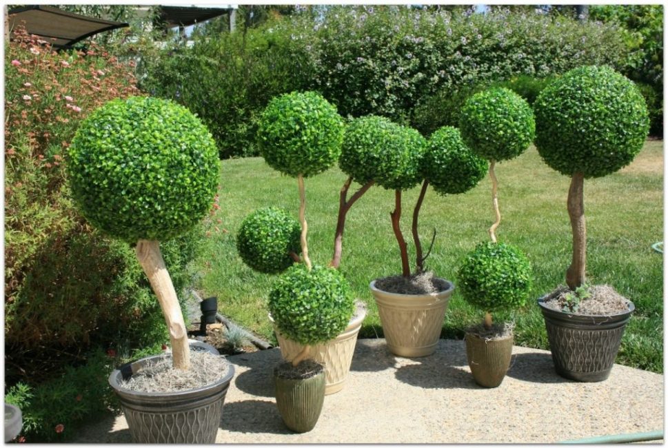 L'arbre à tige buxus a l'air très inhabituel