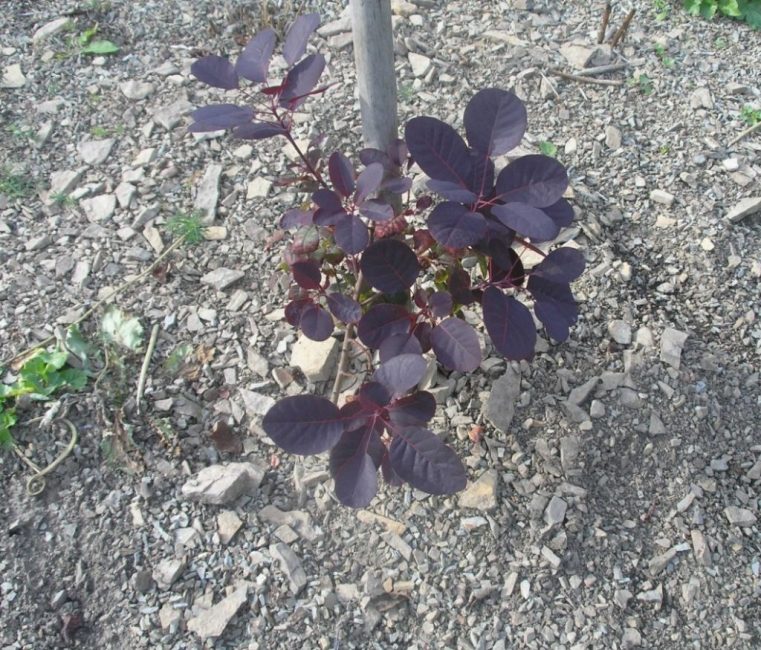 Une plante cultivée en jigging