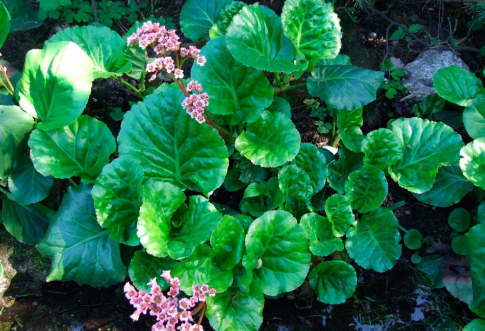 Saxifrage à feuilles épaisses - le prénom de la plante