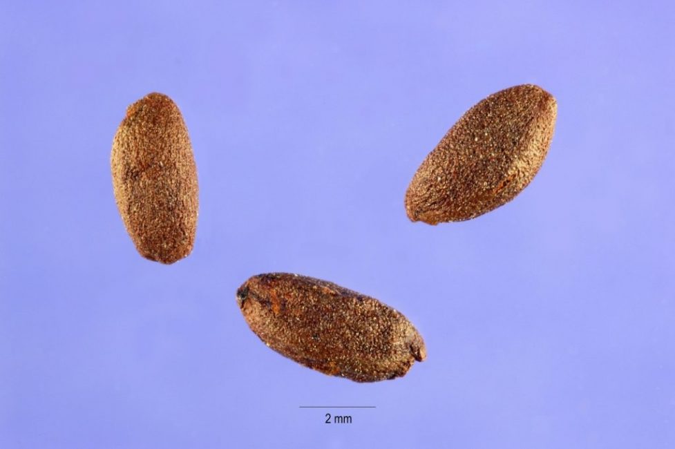 graines d'épine-vinette