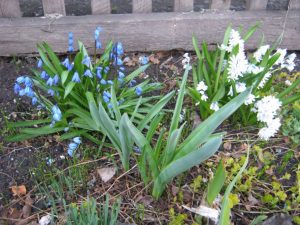 TOP-20 Primevères : fleurs épanouies au printemps. Description avec photo, caractéristiques, entretien Pouchkine