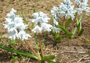 TOP-20 Primevères : fleurs épanouies au printemps. Description avec photo, caractéristiques, entretien Pouchkine