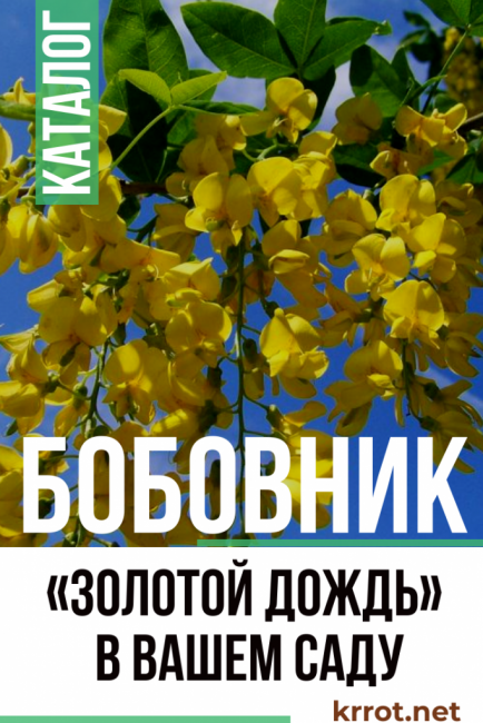 pluie dorée de castor