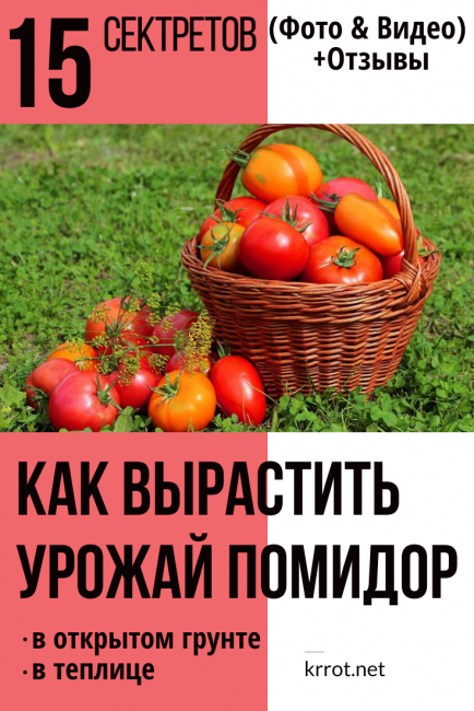 Comment faire pousser une culture de tomates