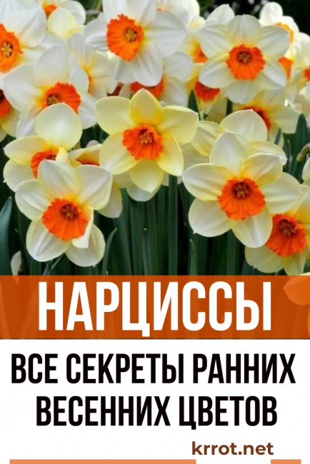 jonquille en plein air