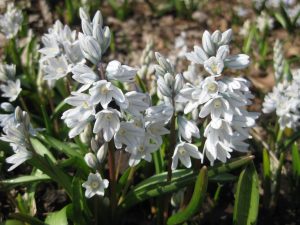 TOP-20 Primevères : fleurs épanouies au printemps. Description avec photo, caractéristiques, entretien Pouchkine