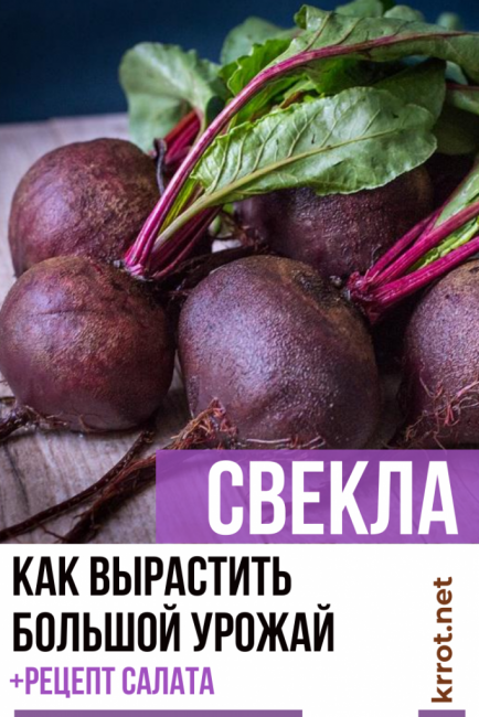 plantation et entretien de betteraves