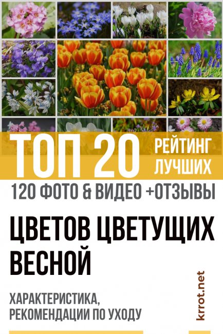 Fleurs - poussant au printemps