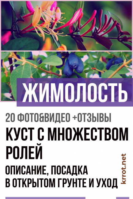 Chèvrefeuille - un arbuste aux multiples rôles