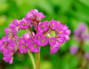 TOP-20 Primevères : fleurs épanouies au printemps. Description avec photo, caractéristiques, entretien Badan