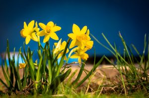 Jonquilles: description, plantation et soins en plein champ, transplantation, reproduction, quand creuser et que faire après la floraison (55+ Photos & Vidéos) + Avis