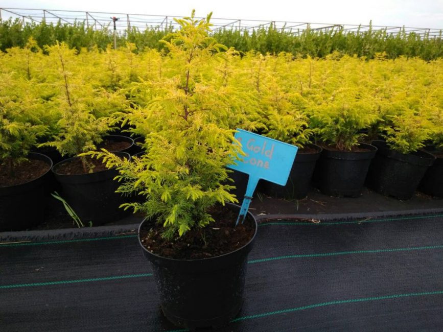 Jeunes plants d'or Con