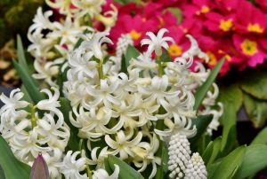 TOP-20 Primevères : fleurs épanouies au printemps. Description avec photo, caractéristiques, entretien Jacinthe