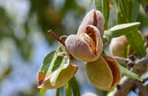 Amandes: description, plantation d