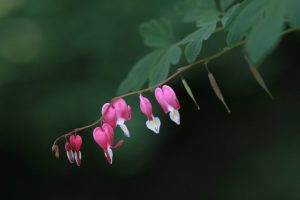 TOP-20 Primevères : fleurs épanouies au printemps. Description avec photo, caractéristiques, entretien Dicentra