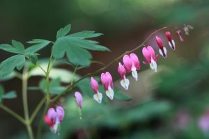 TOP-20 Primevères : fleurs épanouies au printemps. Description avec photo, caractéristiques, entretien Dicentra