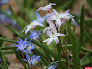 TOP-20 Primevères : fleurs épanouies au printemps. Description avec photo, caractéristiques, entretien Pouchkine