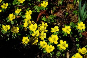 TOP-20 Primevères : fleurs épanouies au printemps. Description avec photo, caractéristiques, entretien Érantis