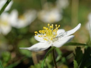 TOP-20 Primevères : fleurs épanouies au printemps. Description avec photo, caractéristiques, entretien anémone