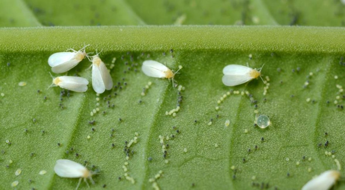 Papillons d'aleurodes au bas d'une feuille