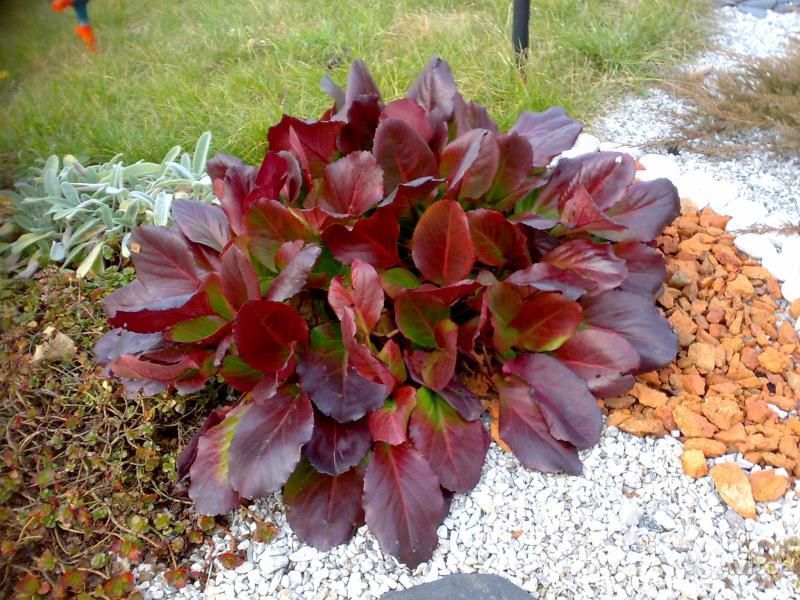 Badan se démarquera toujours des autres plantes du jardin