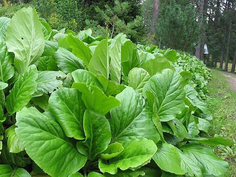 Badan - la plante n'est pas trop exigeante