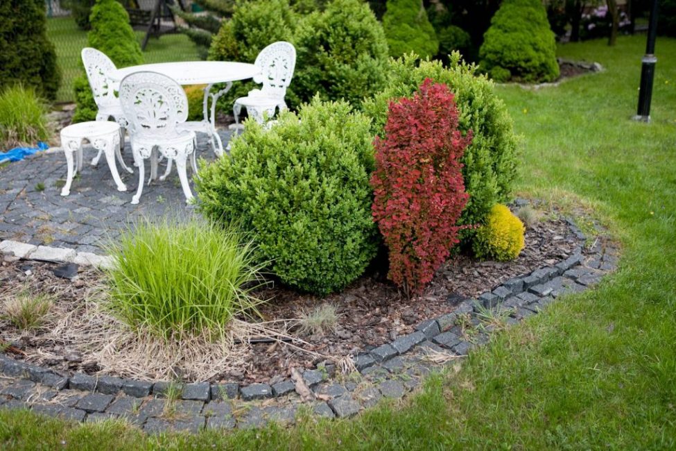 L'épine-vinette dans l'aménagement paysager