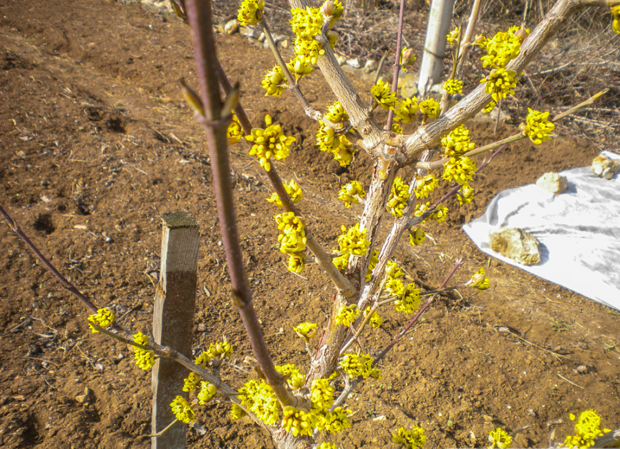 Cornouiller fleuri à l'âge de 5 ans