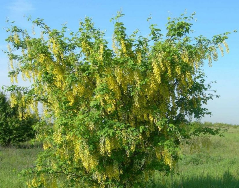 Bobovnik anagyrolifolia