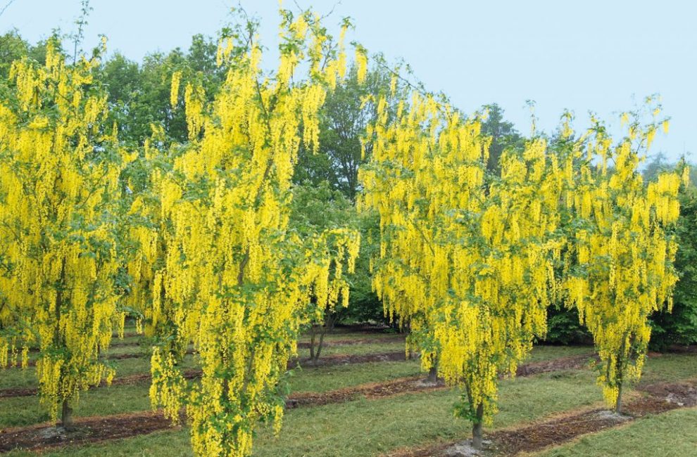 Bobovnik aime les endroits ensoleillés sans vents forts ni courants d'air