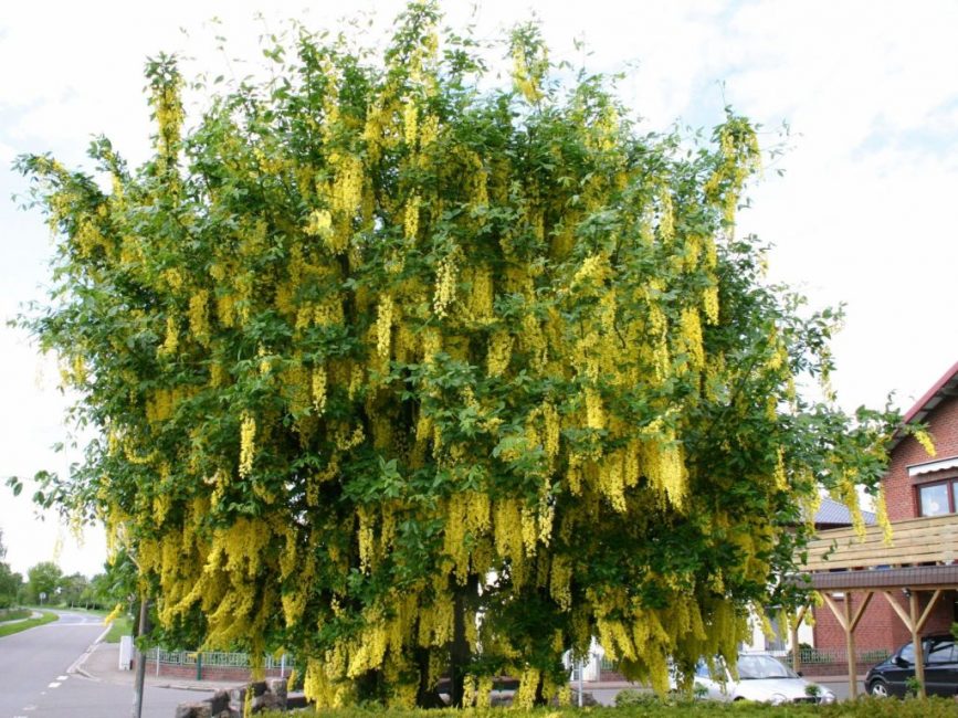 Bobovnik est bien adapté à l'environnement urbain.