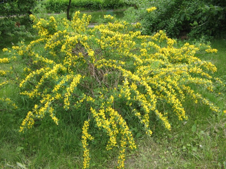 Bobovnik n'a pratiquement pas besoin d'élagage de mise en forme
