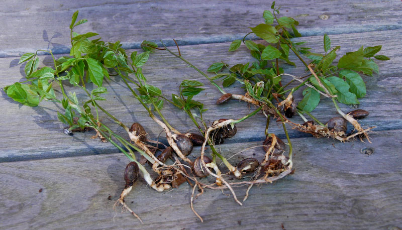 Méthode de propagation végétative