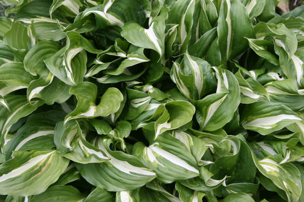 Hosta ondulé