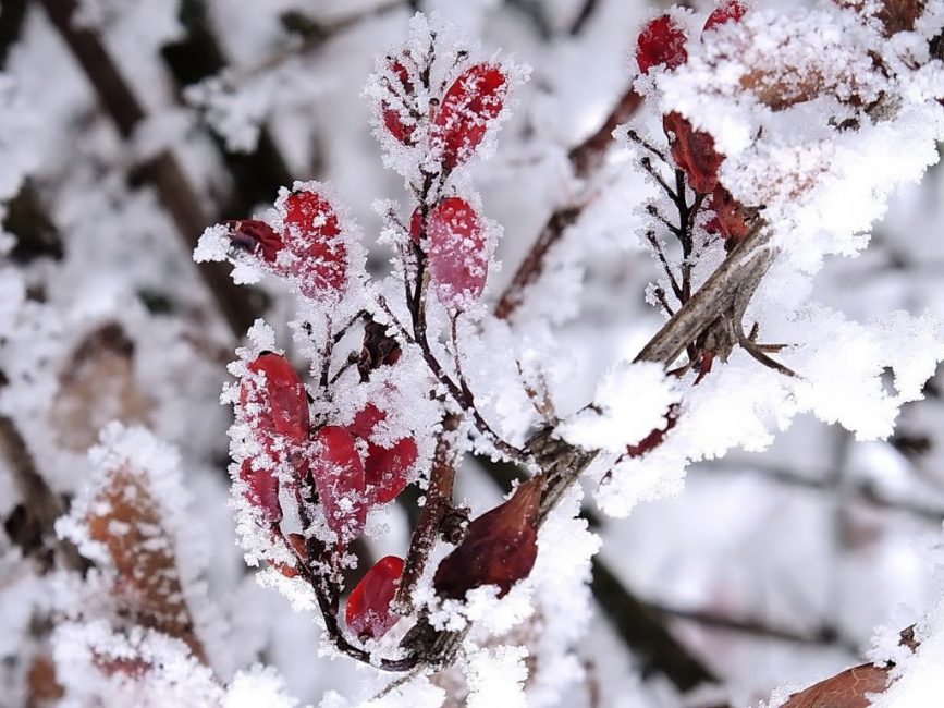Incroyable spectacle d'hiver