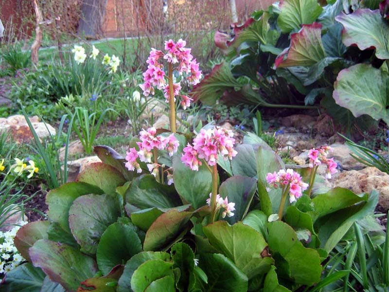 Tous les types de badan sont divisés en deux groupes