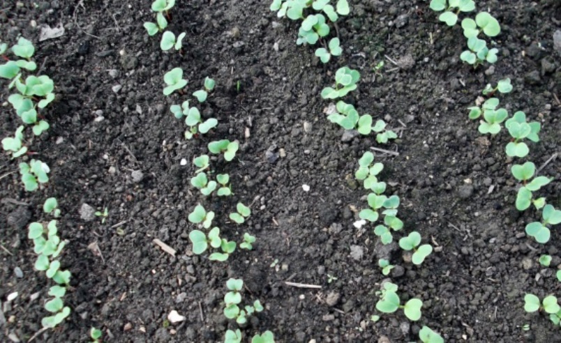 Semis de camomille en pleine terre avant éclaircissage