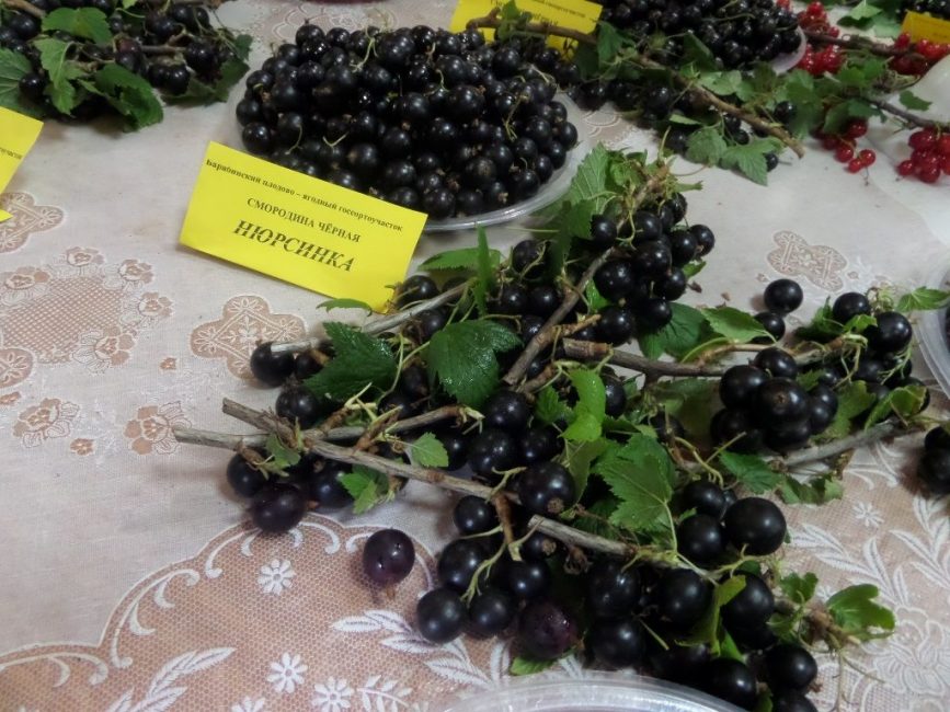 Lors du choix d'une variété d'arbustes à planter, vous devez vous concentrer sur les caractéristiques agrotechniques de la plante