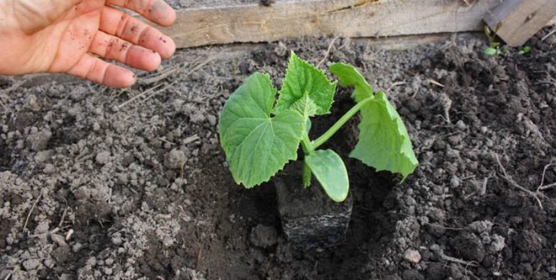 Planter des semis en pleine terre
